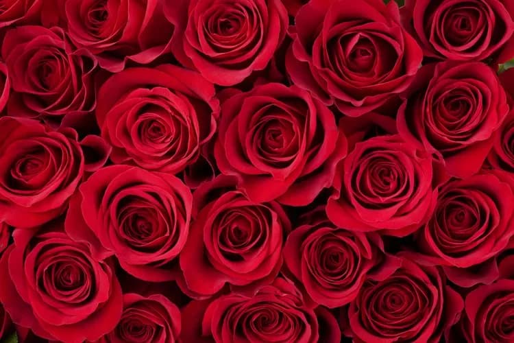 Valentine's Day Weekend